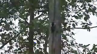 Hijo espía a padre y madre en el granero